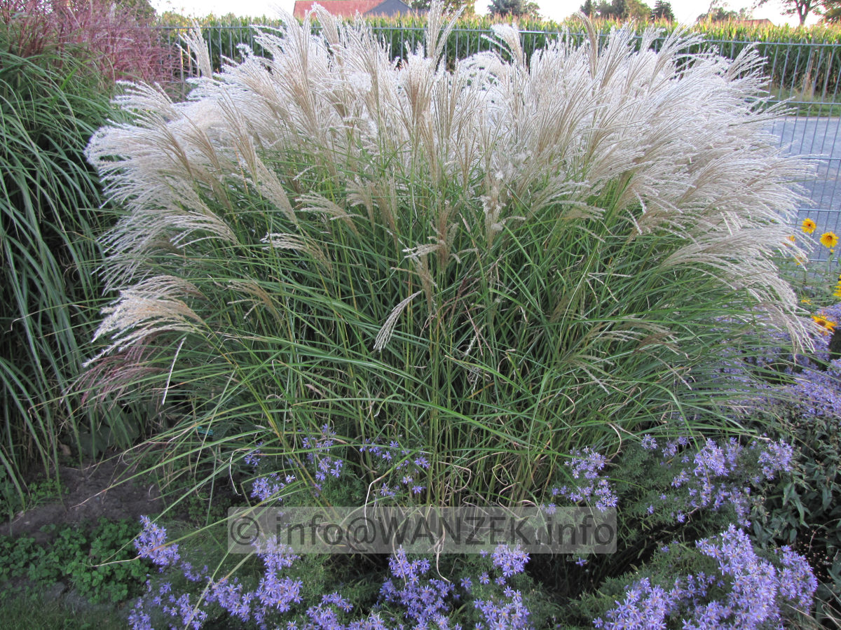Miscanthus sinensis Kleine Fontaene 04.JPG